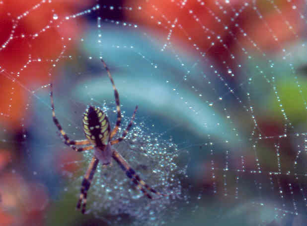 spiderrainbowcolor.jpg