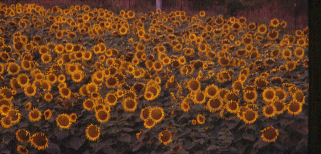 sunflowerphoto.jpg